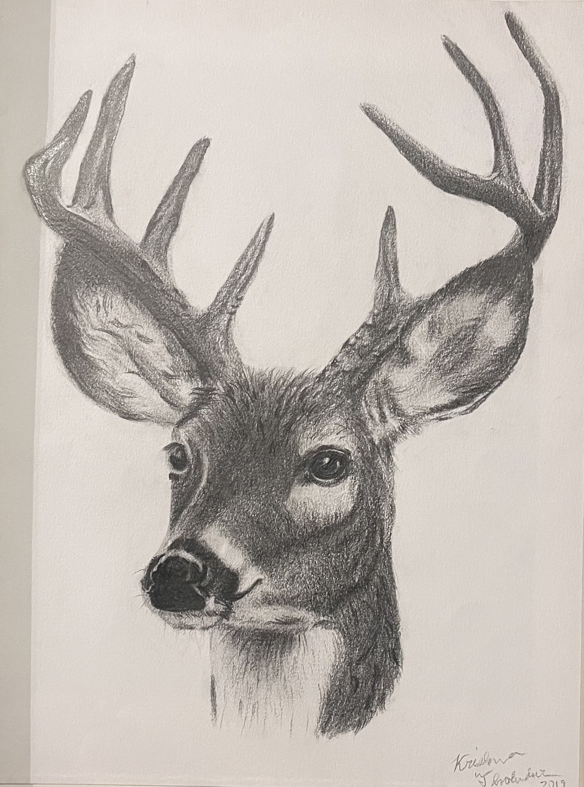 Deer sketch