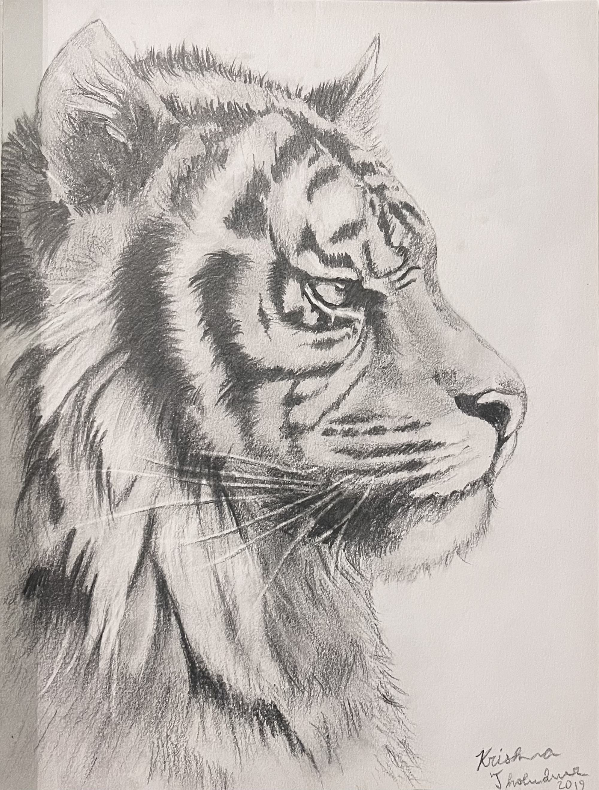 Tiger sketch